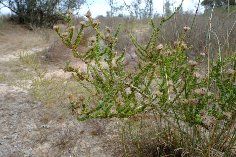 Aspalathus aculeata photo 3