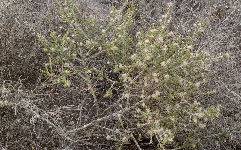 Aspalathus aculeata photo 5