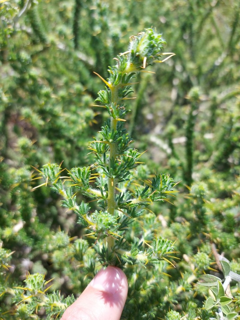 Aspalathus aculeata photo 8