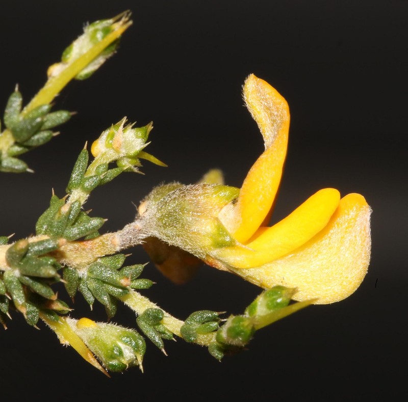 Aspalathus acuminata