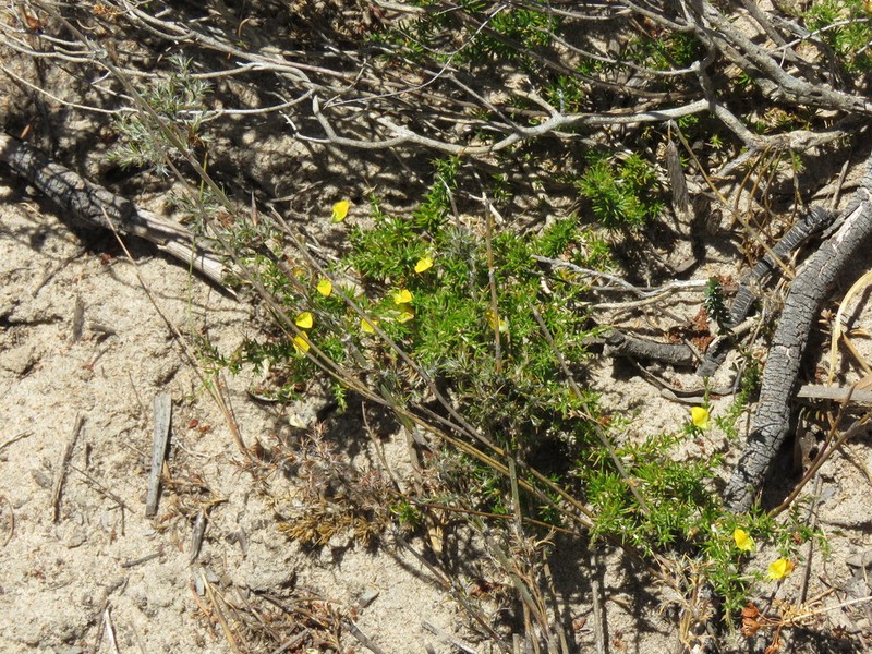 Aspalathus acuminata photo 2