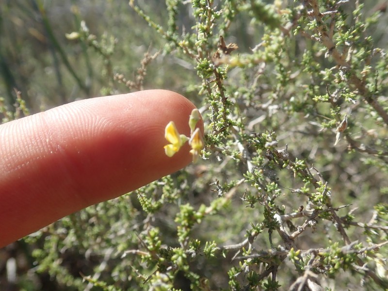 Aspalathus acuminata photo 3