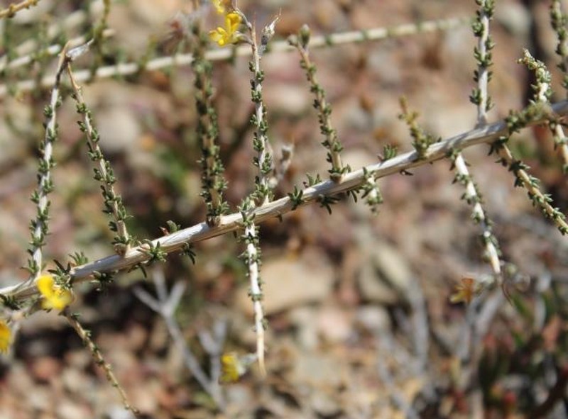 Aspalathus acuminata photo 4