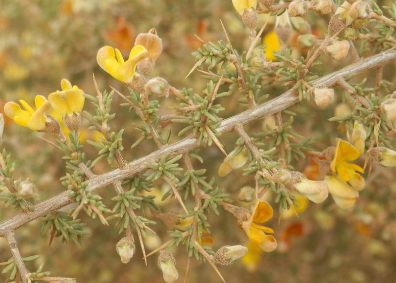 Aspalathus acuminata photo 5