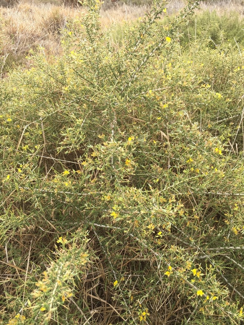 Aspalathus acuminata photo 6