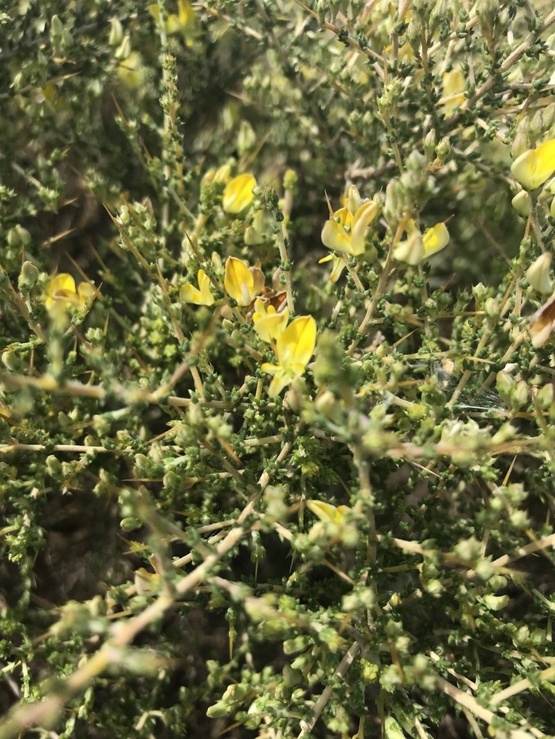 Aspalathus acuminata photo 7