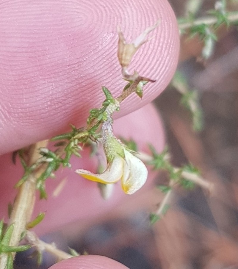 Aspalathus acuminata subsp. acuminata