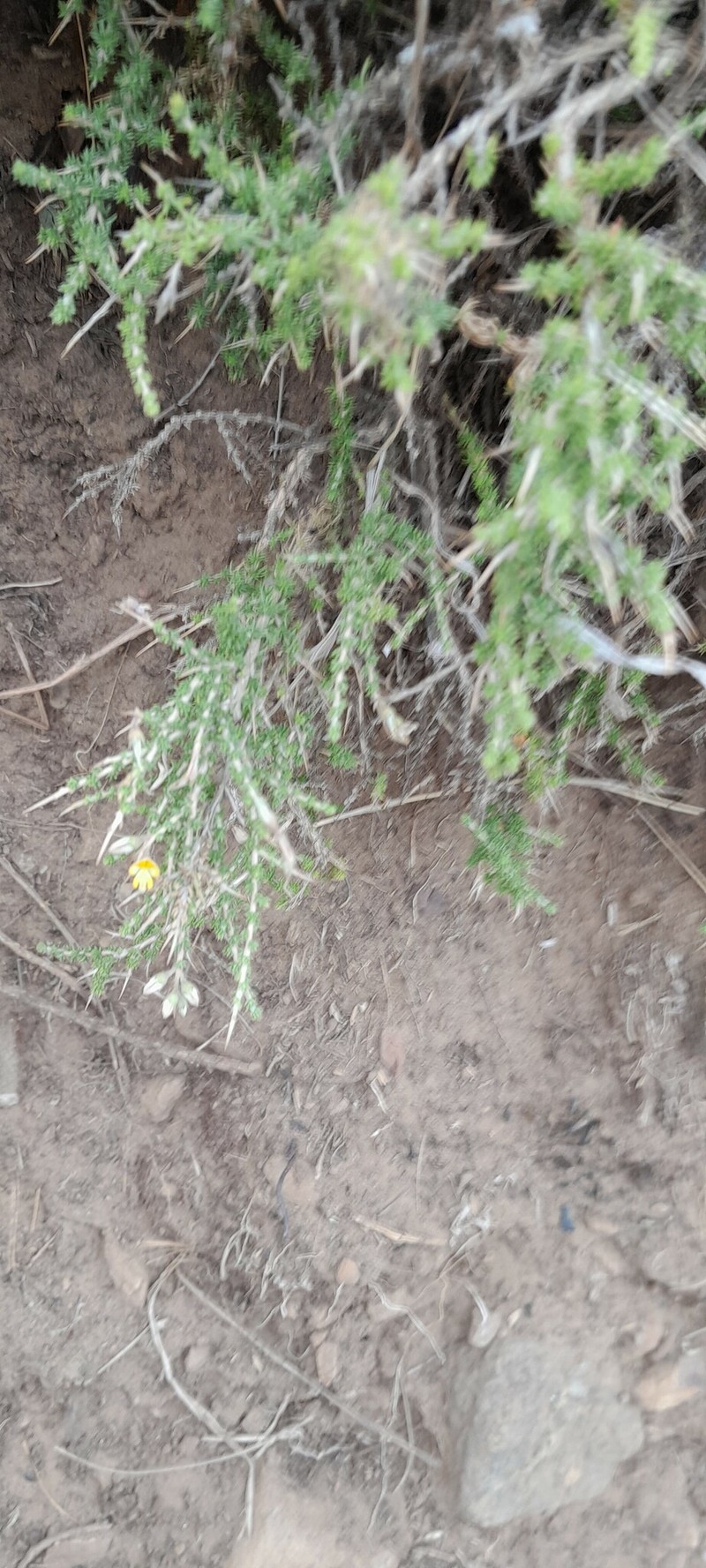 Aspalathus acuminata subsp. acuminata photo 2