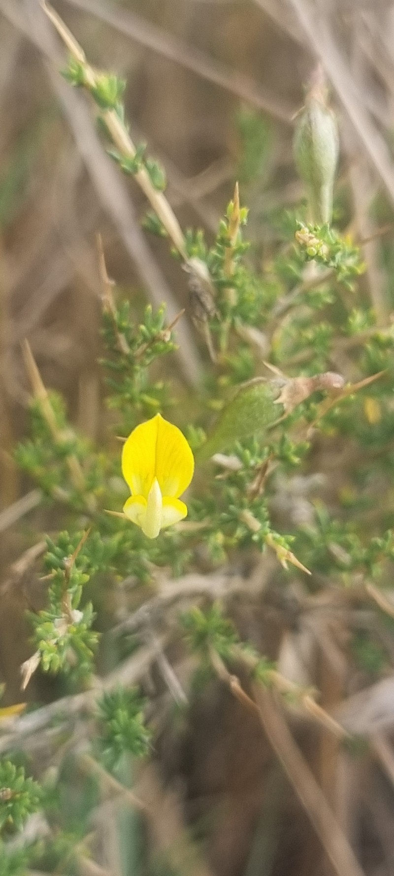 Aspalathus acuminata subsp. acuminata photo 3