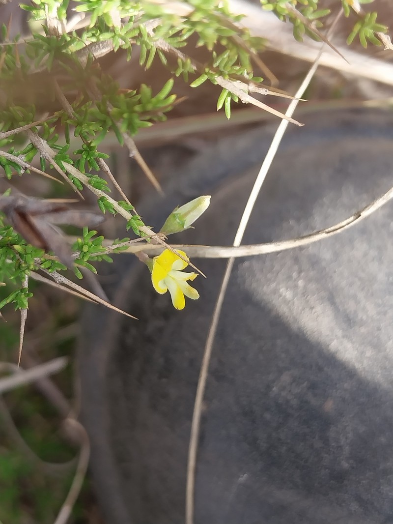 Aspalathus acuminata subsp. acuminata photo 4