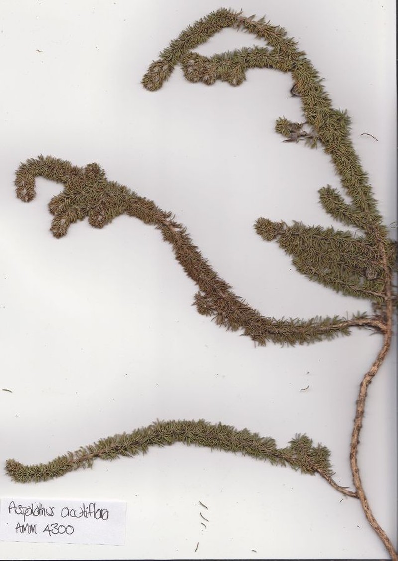 Aspalathus acutiflora photo 2
