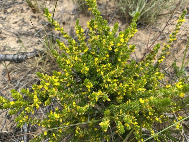 Aspalathus acutiflora