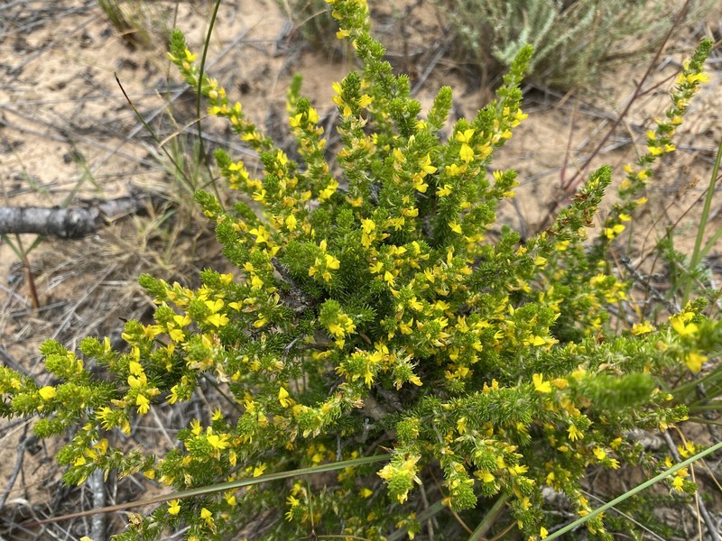 Aspalathus acutiflora photo 3