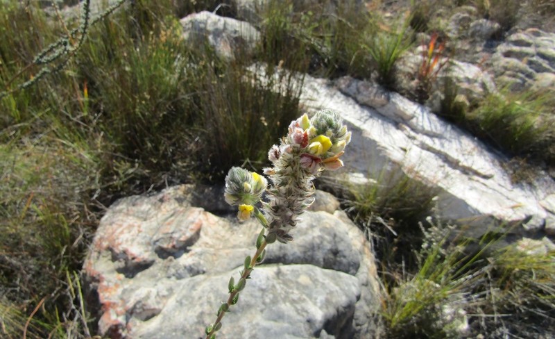 Aspalathus aemula photo 2
