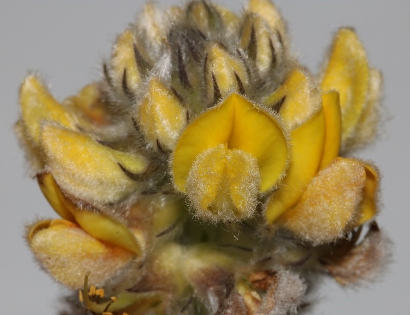 Aspalathus aemula photo 4