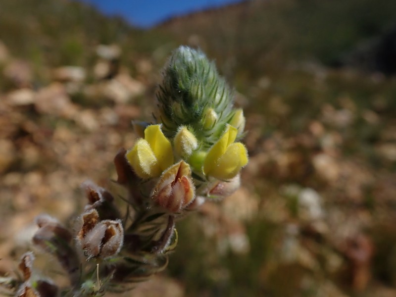 Aspalathus aemula photo 5