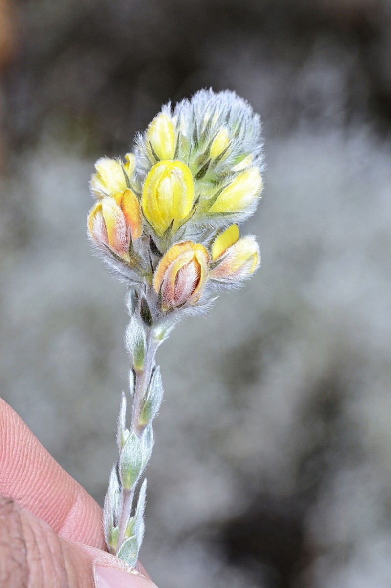 Aspalathus aemula photo 8