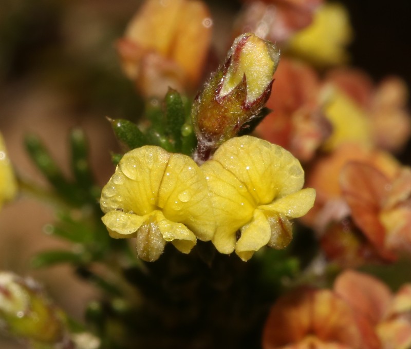 Aspalathus albens