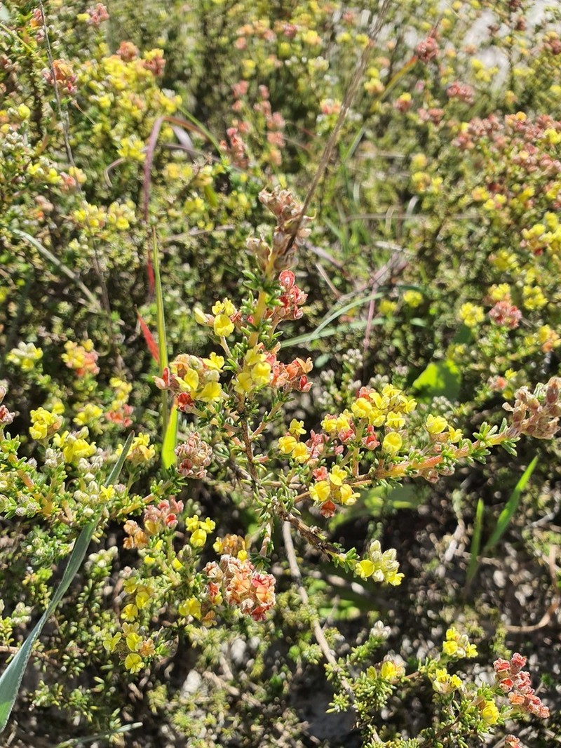 Aspalathus albens photo 2