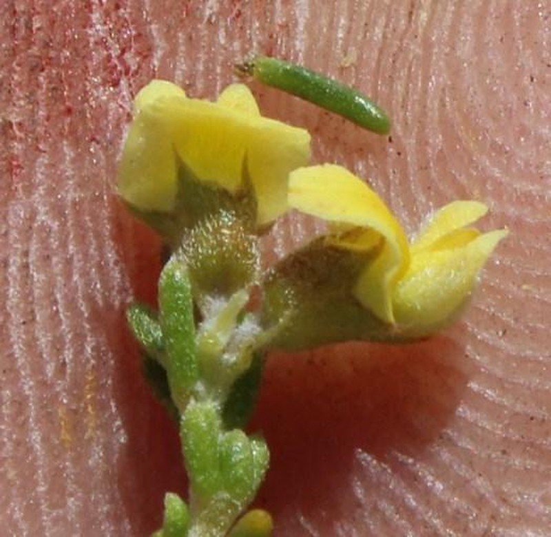 Aspalathus albens photo 3