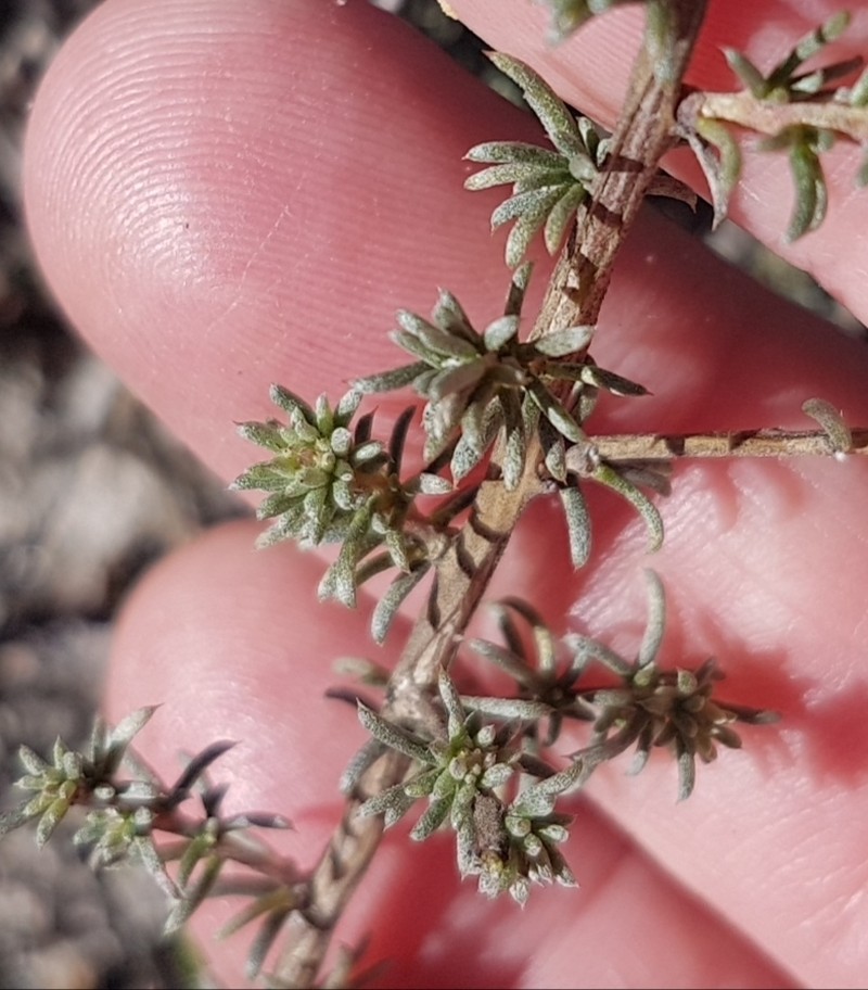 Aspalathus albens photo 4