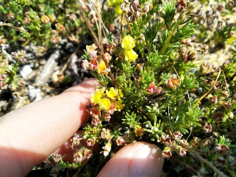 Aspalathus albens photo 5