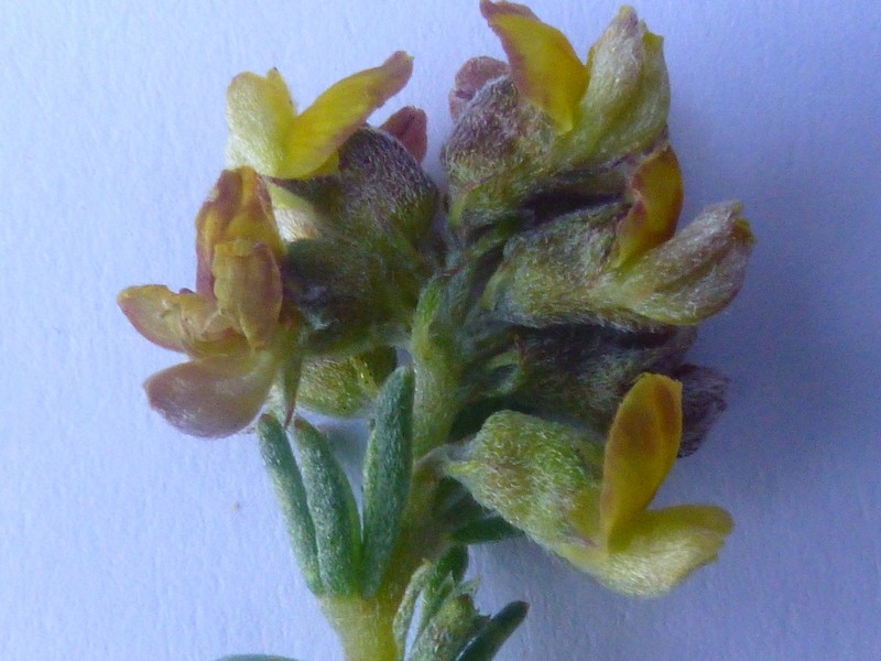 Aspalathus albens photo 7
