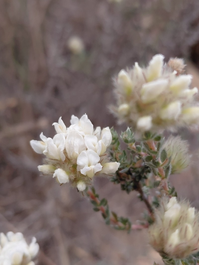 Aspalathus albicephala