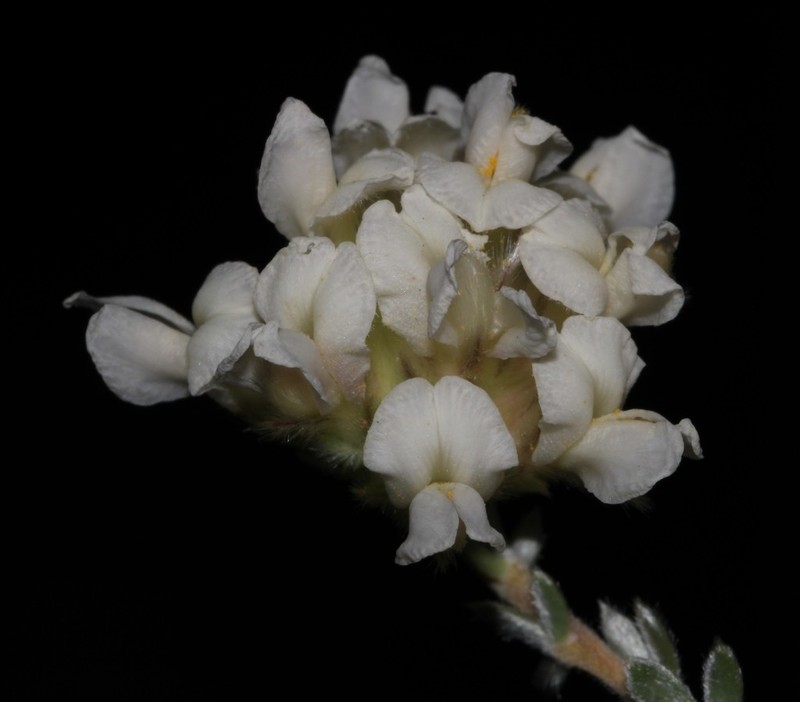 Aspalathus albicephala photo 5