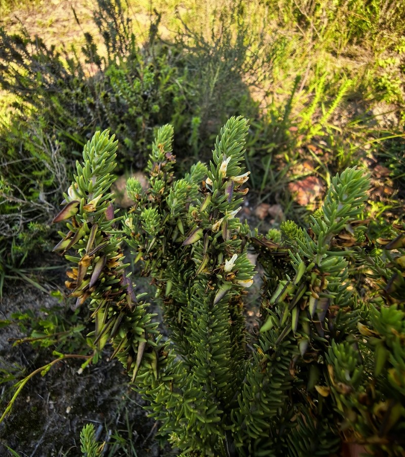 Aspalathus albomagnifica photo 6