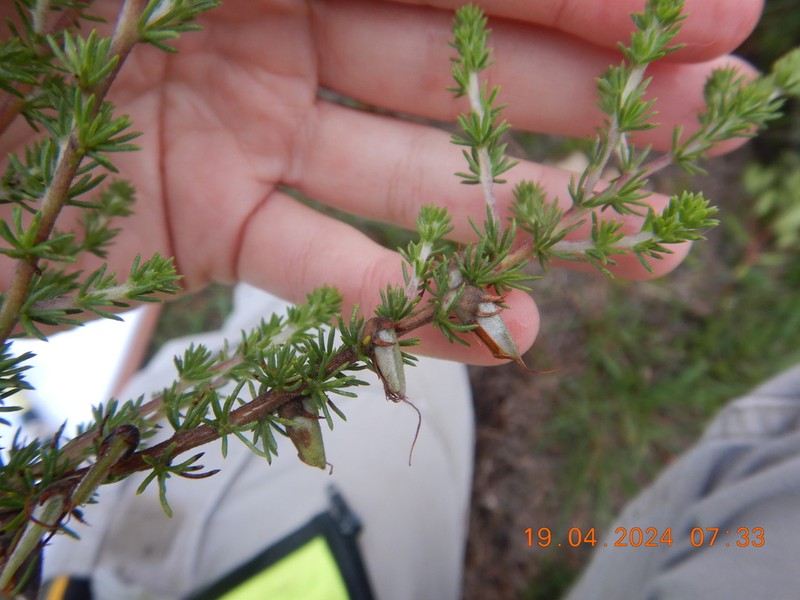 Aspalathus albomagnifica photo 8