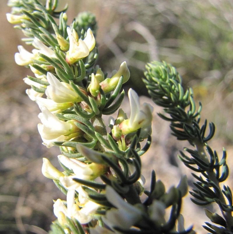 Aspalathus albomagnifica