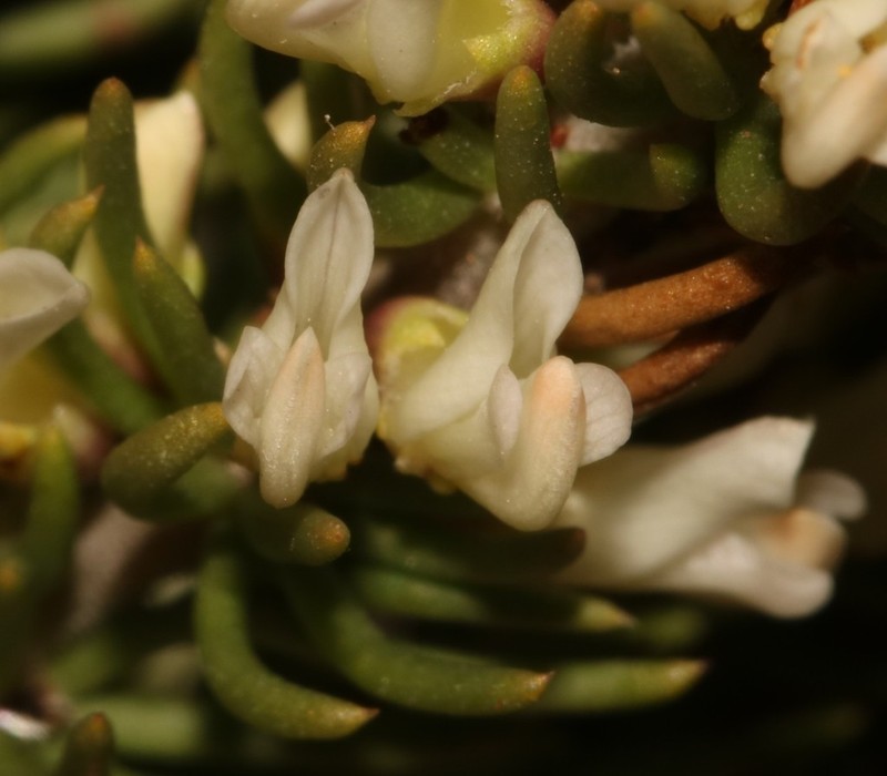 Aspalathus albomagnifica photo 2