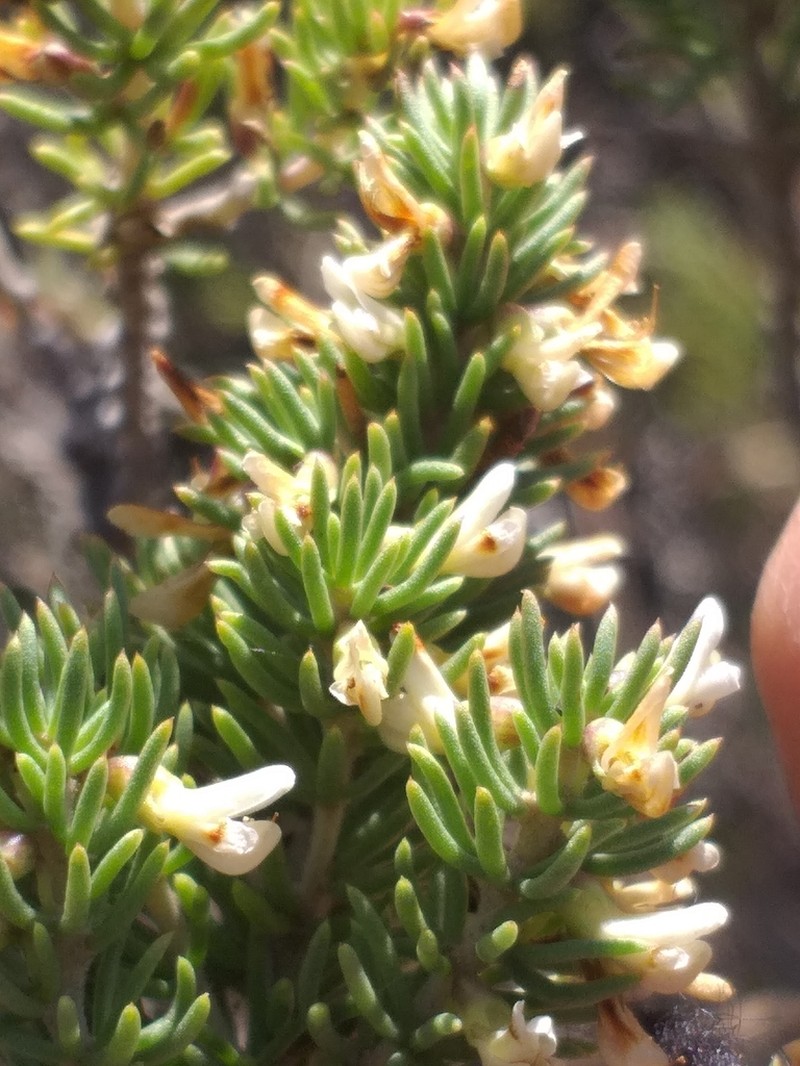 Aspalathus albomagnifica photo 3