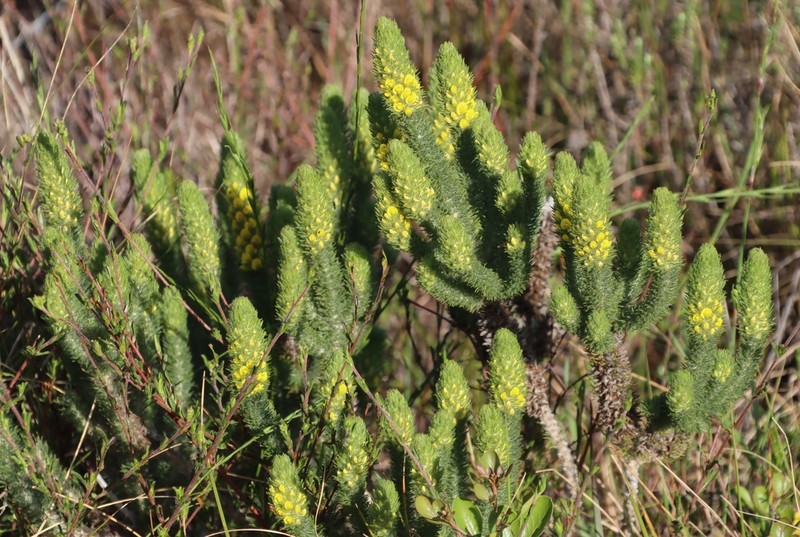 Aspalathus alopecurus