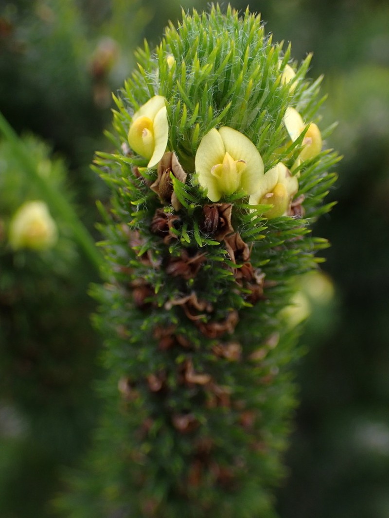 Aspalathus alopecurus photo 4