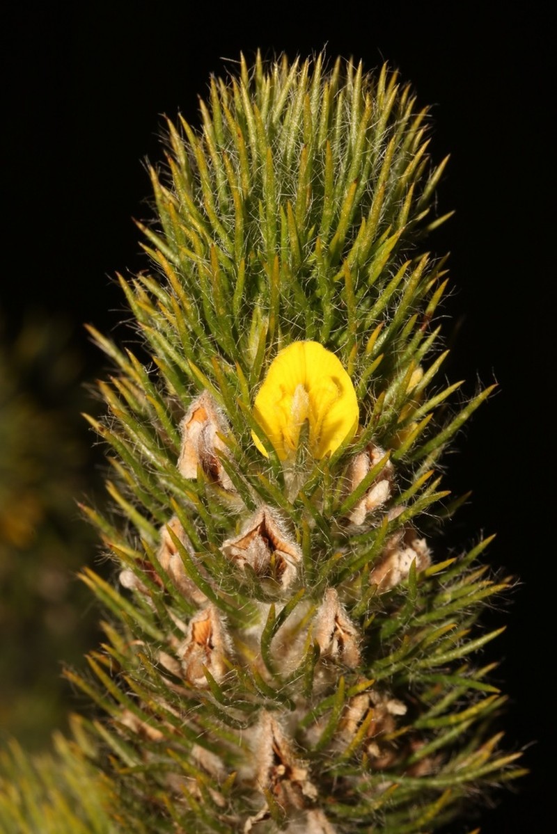 Aspalathus alopecurus photo 6