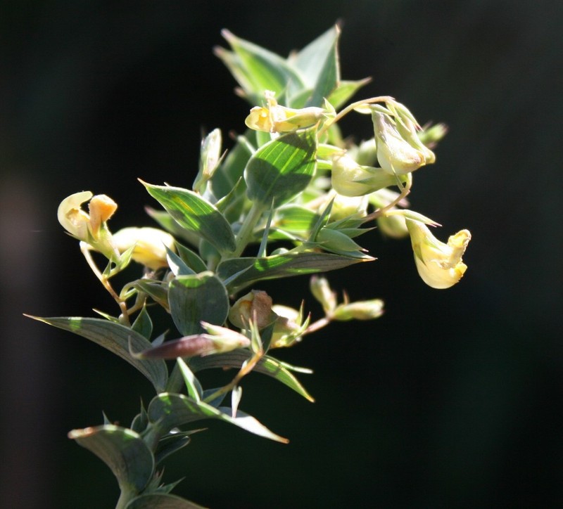 Aspalathus alpestris photo 2