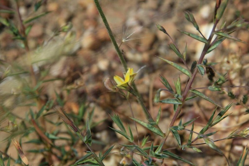 Aspalathus alpestris photo 5