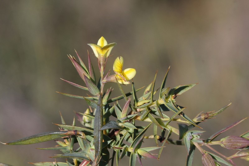 Aspalathus alpestris photo 6
