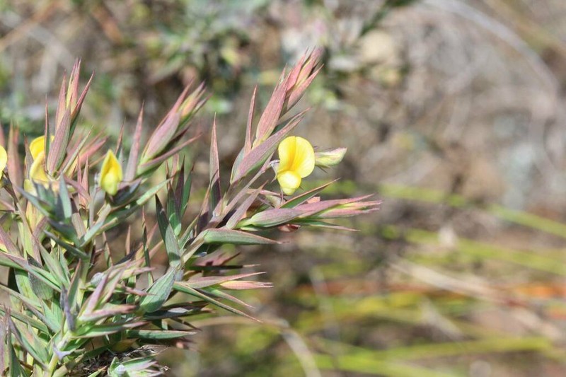 Aspalathus alpestris photo 7