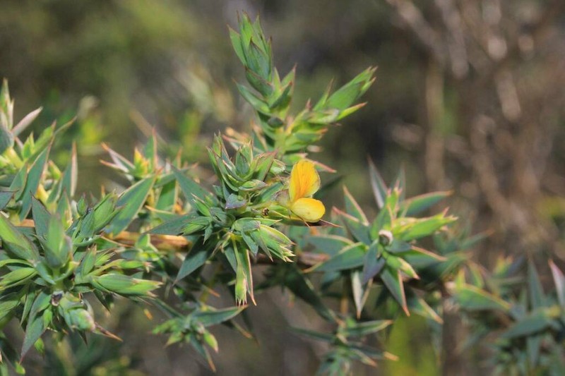 Aspalathus alpestris photo 8