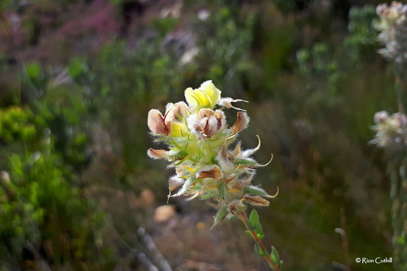 Aspalathus altissima