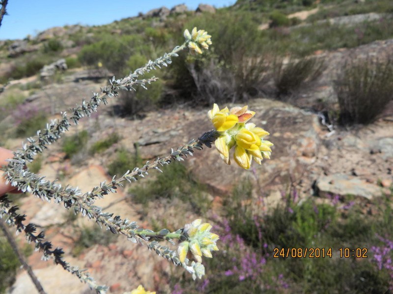 Aspalathus altissima photo 2