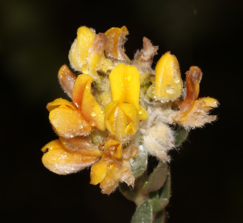 Aspalathus altissima photo 6