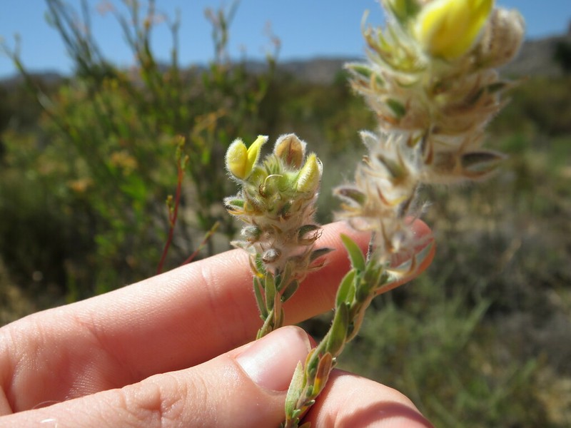 Aspalathus altissima photo 8