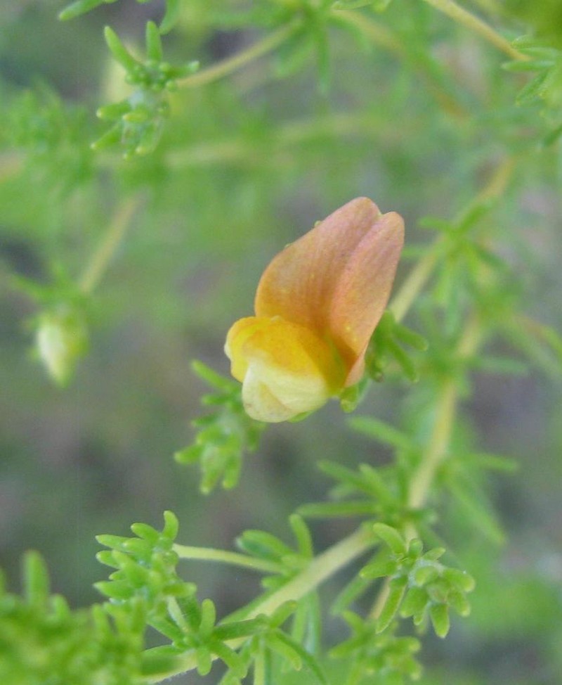 Aspalathus amoena photo 8