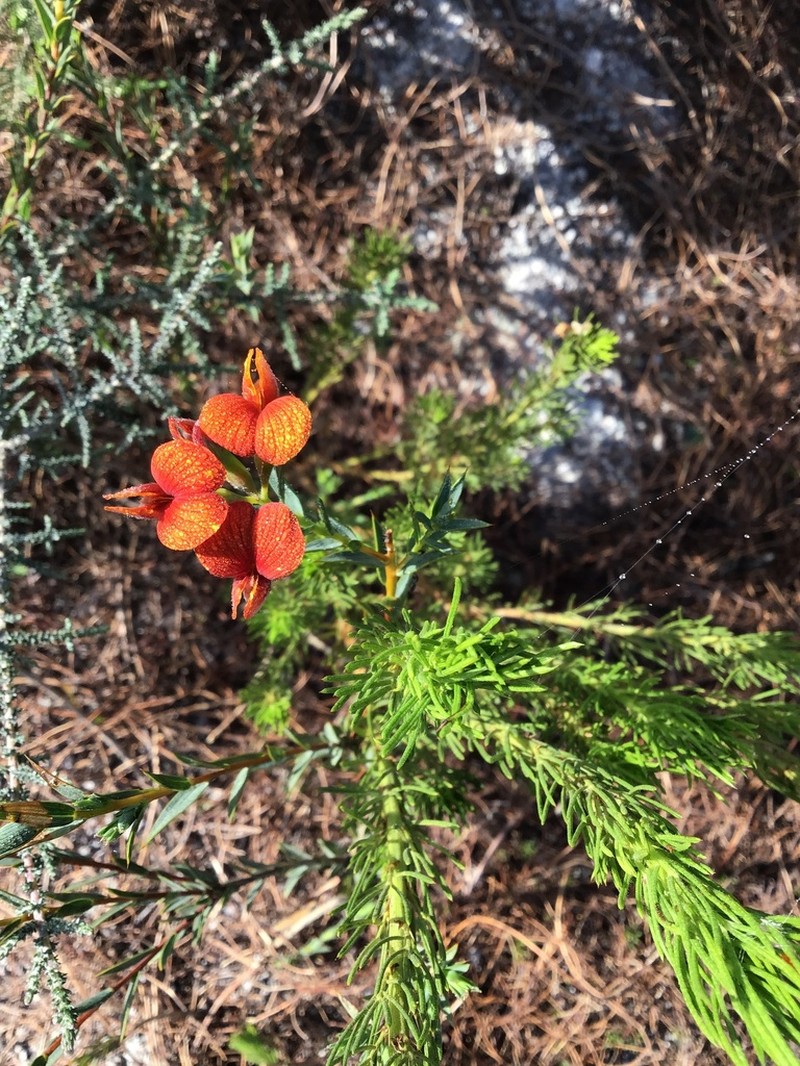 Aspalathus angustifolia