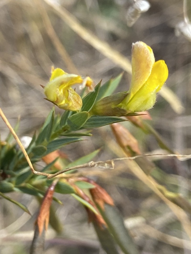 Aspalathus angustifolia photo 2