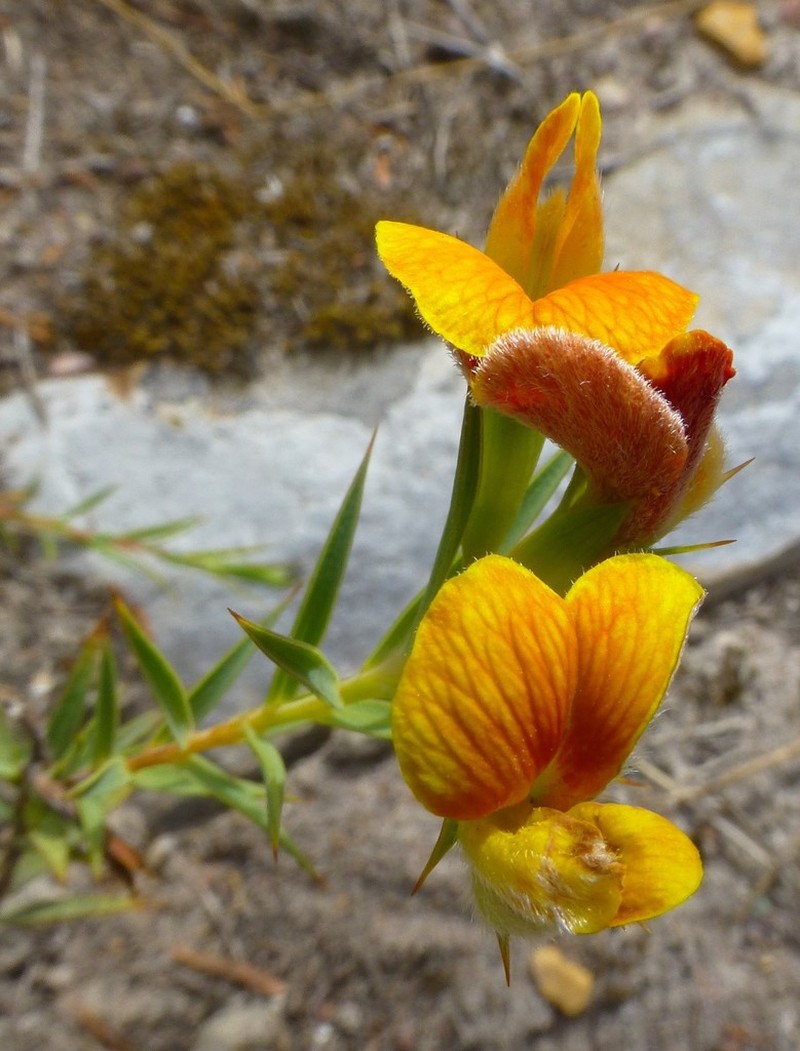 Aspalathus angustifolia photo 3